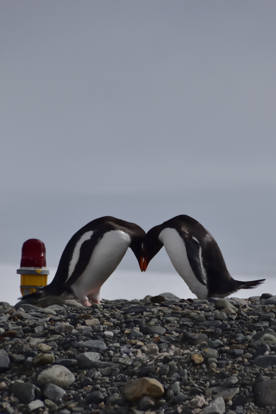 제14회 극지사진콘테스트 우수작 '펭귄하트(촬영 강효진)'  극지연 강효진 제공